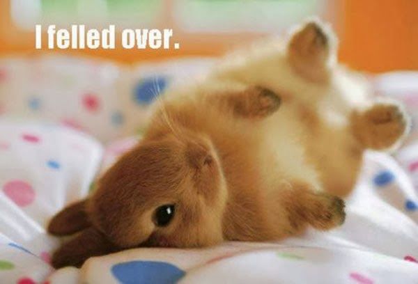 Another Funny bunny