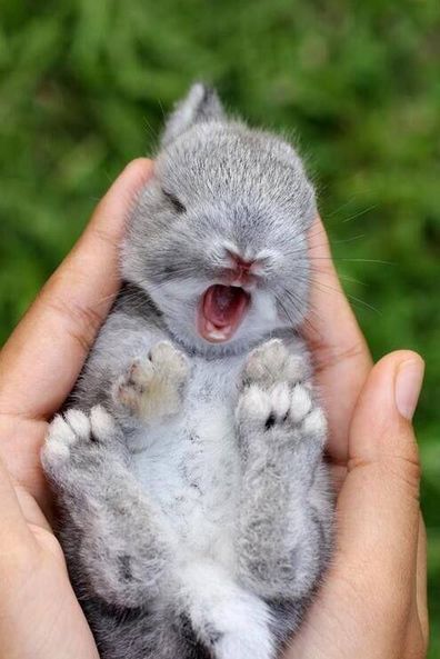 What's cuter than a baby animal? A sleepy baby animal of course