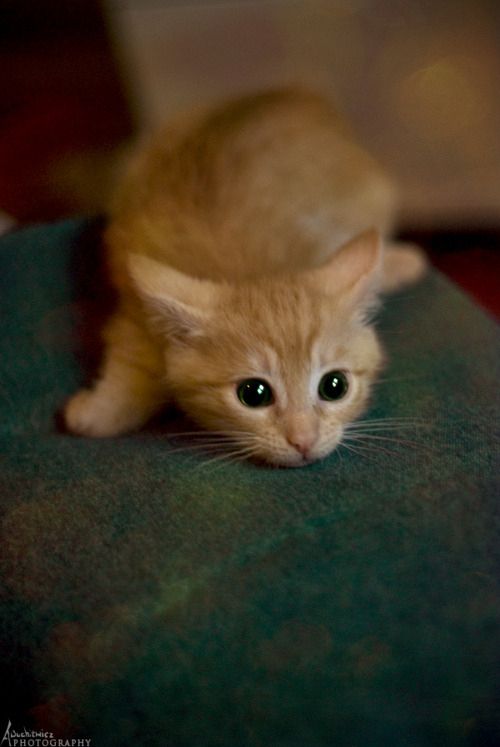 Playing orange kitten
