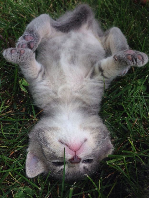 And this girl who is rolling in the grass for the very first time. | 39 Overly Adorable Kittens To Brighten Your Day | #cat #cats #katze #katzenbaby #kitten #kitty #gatito #gato #chat #chats