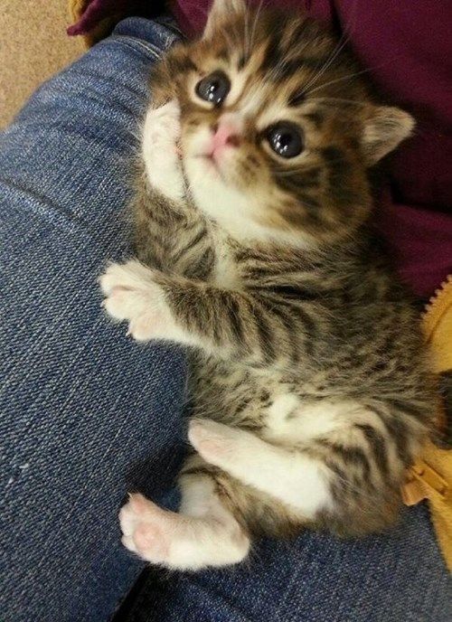 This little kitten who just wants to listen to your stories. | 42 Pictures That Will Restore Your Faith In Cute More Kitty Cat, Cute Cats, Funny Cat, Crazy Cat, Kittens Cat, Cat Ladies, Cat Meme, Cat Stuff, Cats Kittens Cat memes Just keep talking my dear... aww, a little kitty cat Im sure ill be the crazy cat lady one day!! :/ #kitty #Kitten #cat #curious #adorable #whatcha doin? Whatcha thinking about? Oh, I dunno, cat stuff I guess This little kitten who just wants to listen to your stories. | 42 Pictures That Will Restore Your Faith In Cute #cats #kittens Hey.. What Are You Thinking About? - Funny Cat Pictures - See Funny Images  Photos Every Day!!! - Funzy Pics