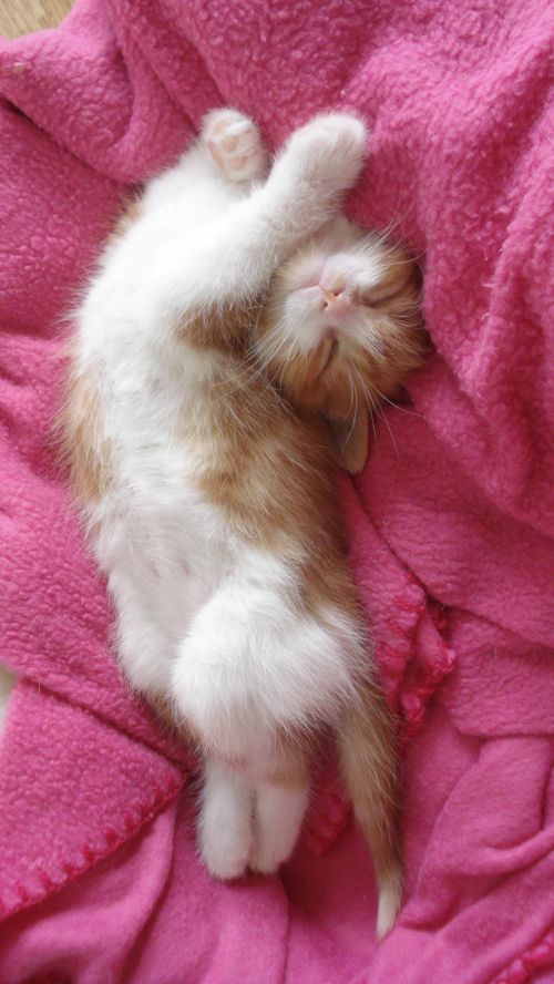 This sleepy kitty is cuddling up for a nap! #funny #cute #animals #kitten #cats