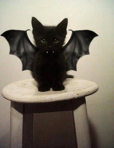 Rawr! #Bat #Cat. #blackcat
