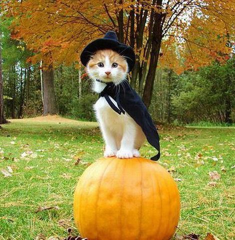 Pumpkin cat! #happyhalloween
