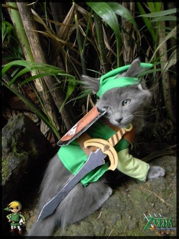 Link kitty ♡♡♡