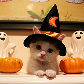 Cute Halloween | super cute halloween cat picture halloween witch hat kitten