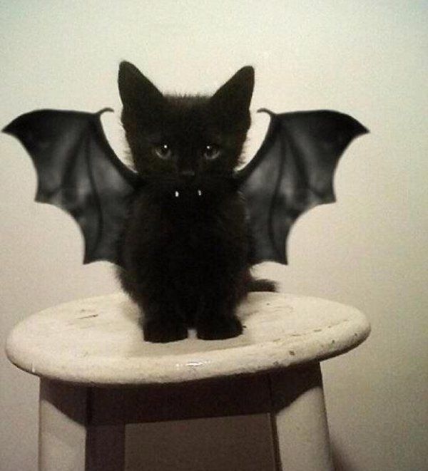 Rawr! #Bat #Cat. #blackcat