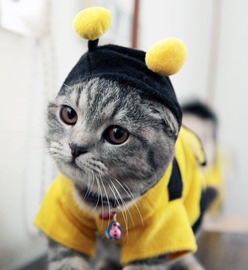 Bumblebee Cat - Halloween Costume