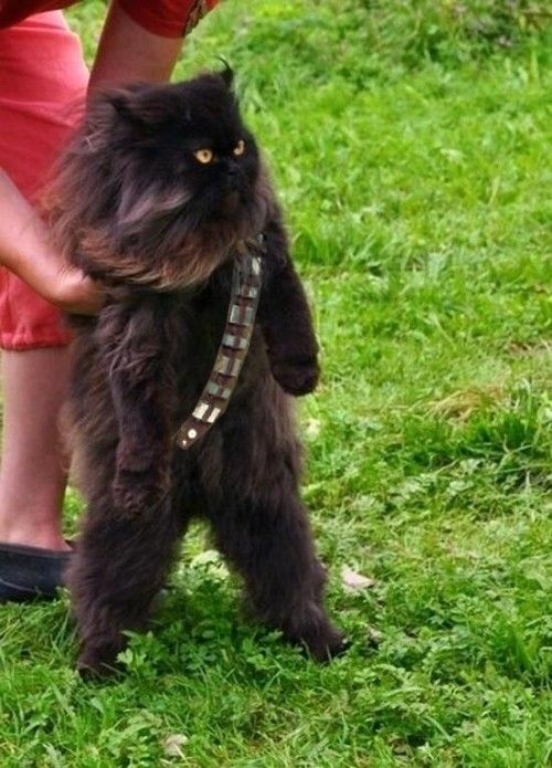 Mewbacca, the wookie cat. Ahh my life goal as a crazy cat lady!!