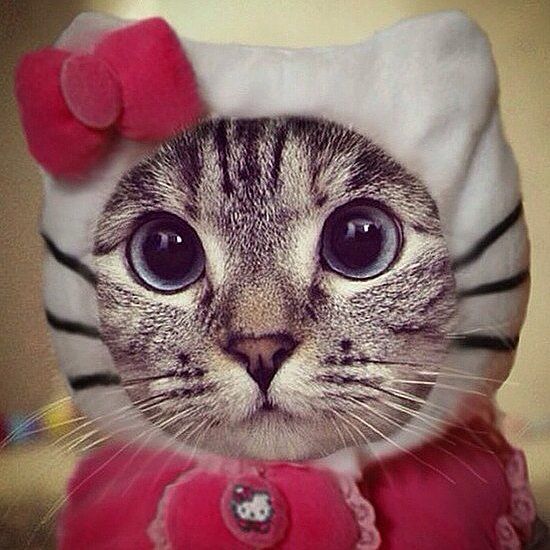 Hello Kitty cat costume