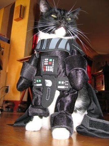 Darth Vader. Like the infamous Star Wars villain this black cat knows the power of the dark side.