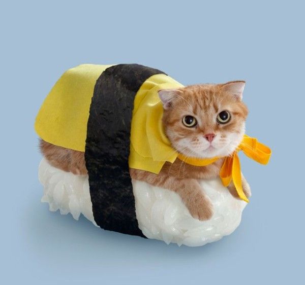 Sushi Cats! #sushi #cats #sushicats