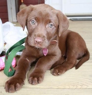 I want a chocolate lab puppy how cute! Libby needs a friend. Love their blue eyes :)