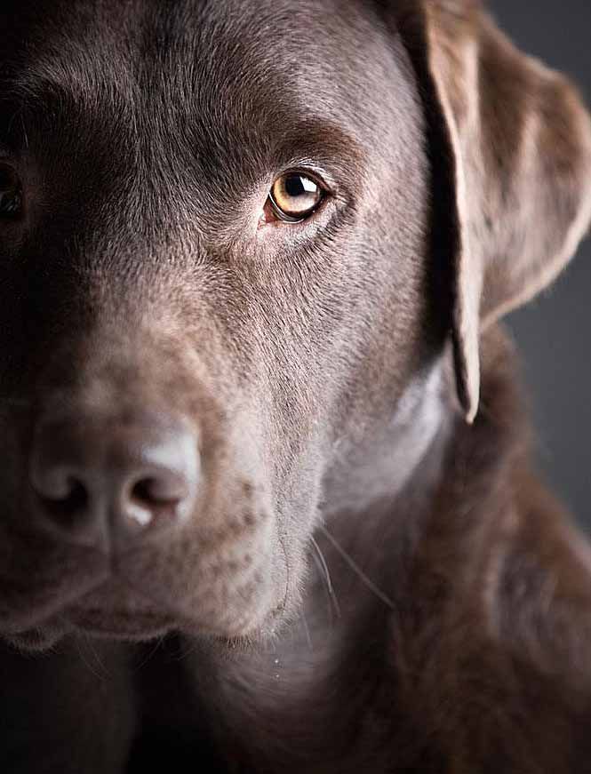 Beautiful chocolate Labrador Retriever dog