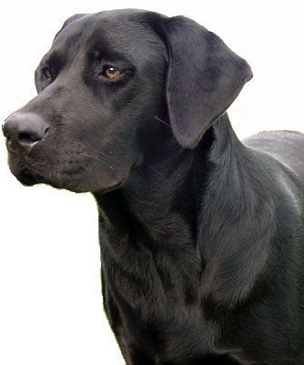 Labrador Retriever dog breed