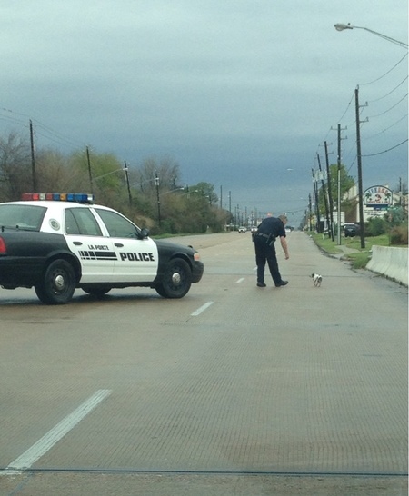 Police officer stopped traffic to help save this little dog.