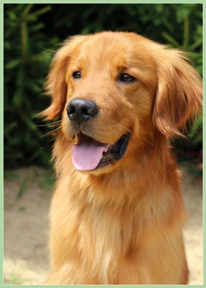 Kobe is an adoptable Golden Retriever Dog in Waterville, OH. Kobe is a 3 year golden retriever who was surrendered by his owner. He is very emaciated to say the least, and the owners didn't have the m...
