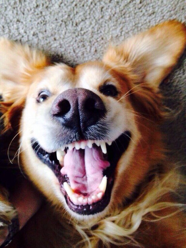 super awesome dog selfie!