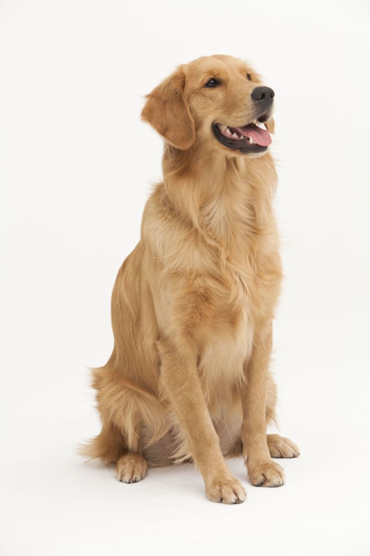 TF's pet Golden Retriever, his name is Gold