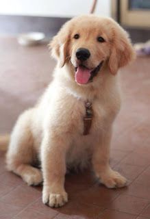 Beautiful Golden Retriever puppy