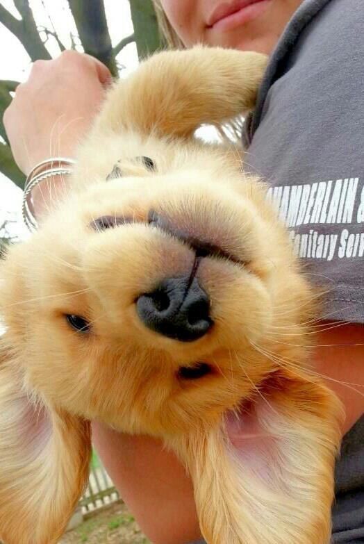 My favorite place to be is upside down in your arms. What a cute little puppy!