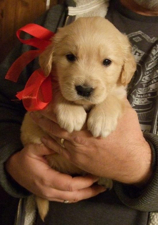 Golden retriever puppy. Makes me want a dog.