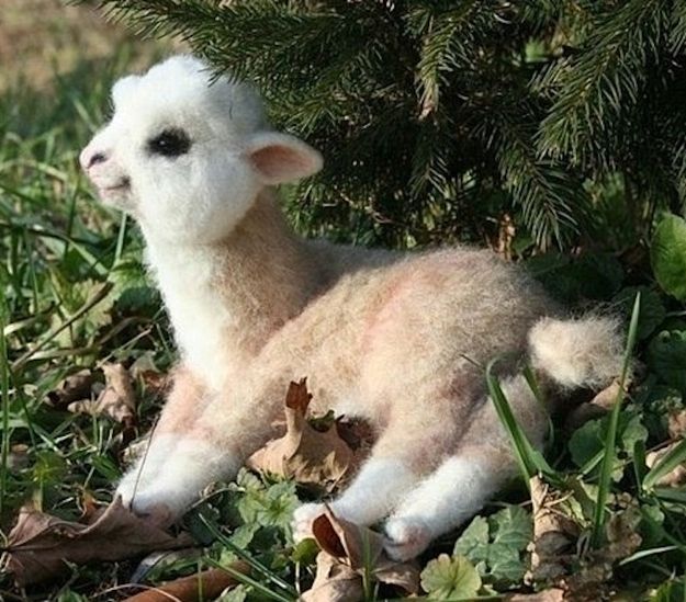 baby alpaca. Baby animals are just the cutest