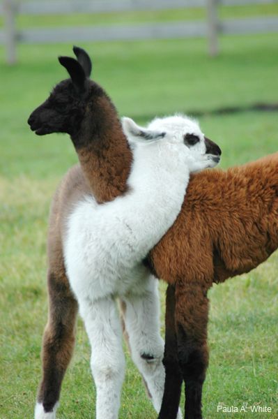 cute baby llamas hugging each other... aww I miss my llamas!!