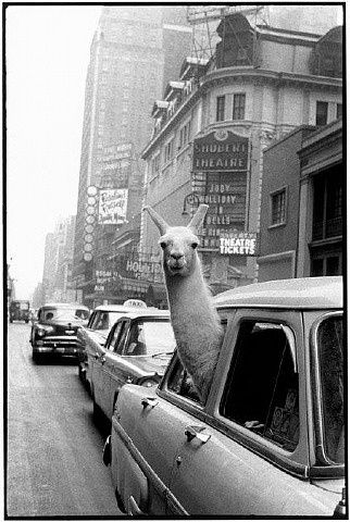 The fact that this a real photo is just crazy funny -- a llama in time square, new york city, 1957  photo by inge morath/magnum photos/the inge morath foundation, from magnum magnum