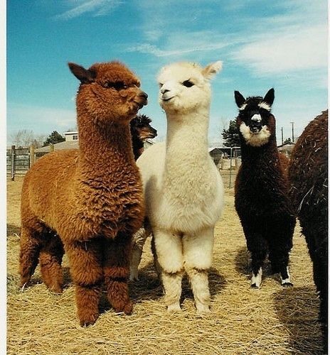 Fluffy  llamas!!! i wanna pet one! so cute