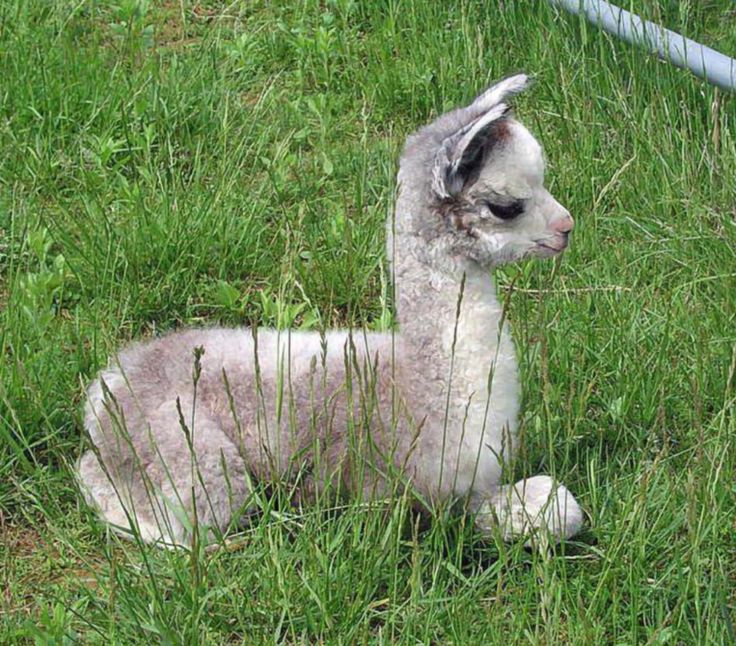 baby alpaca. Now that is just fucking adorable!!