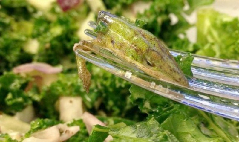 In New York City, Robin Sandusky, found the head of a lizard in her salad. Nothing like scooping up a portion of a dead animal and almost consuming it!