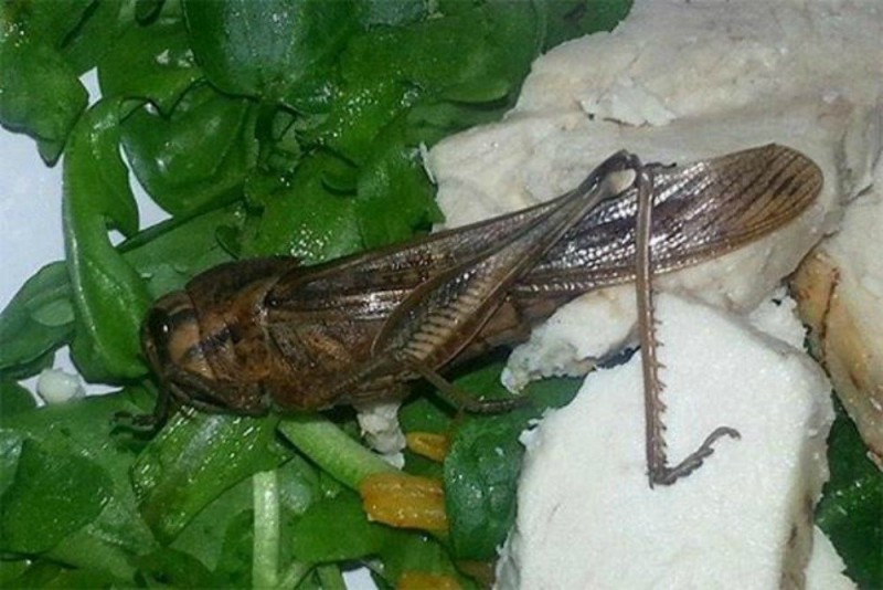 In Bayswater, West London, Berenice Baker bought a bag of salad and inside she found a dead locust. Just a little extra protein!
