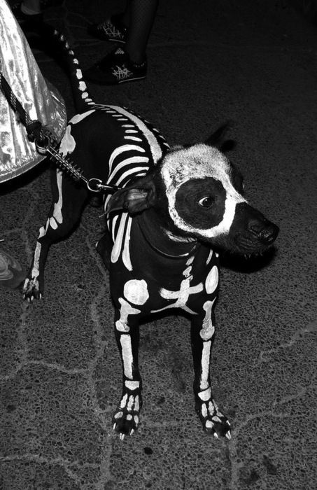 Halloween dog costume :)