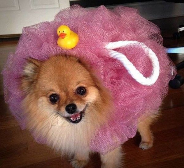 15 Clever Dog Costumes Just Beggin’ For Attention This Howloween  #Halloween #dogs #pets #costume #ideas