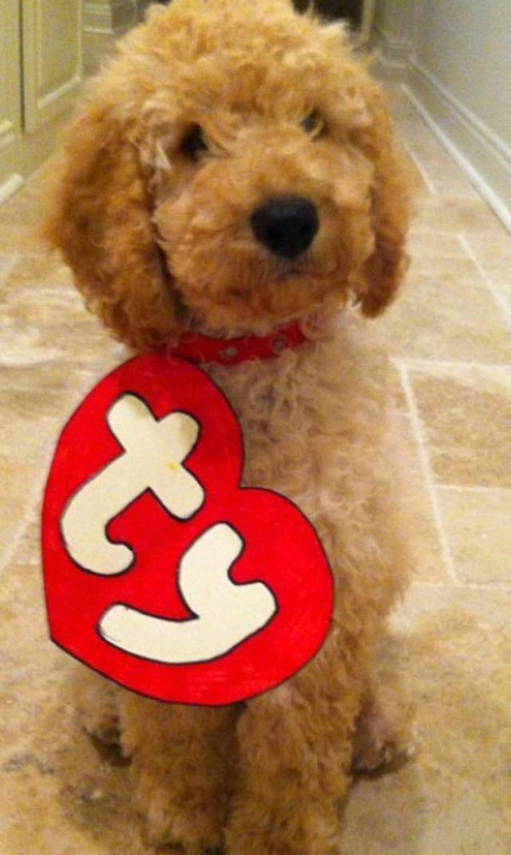 Adorable dog Halloween costume ideas! It's never to early to start planning your pet's costume