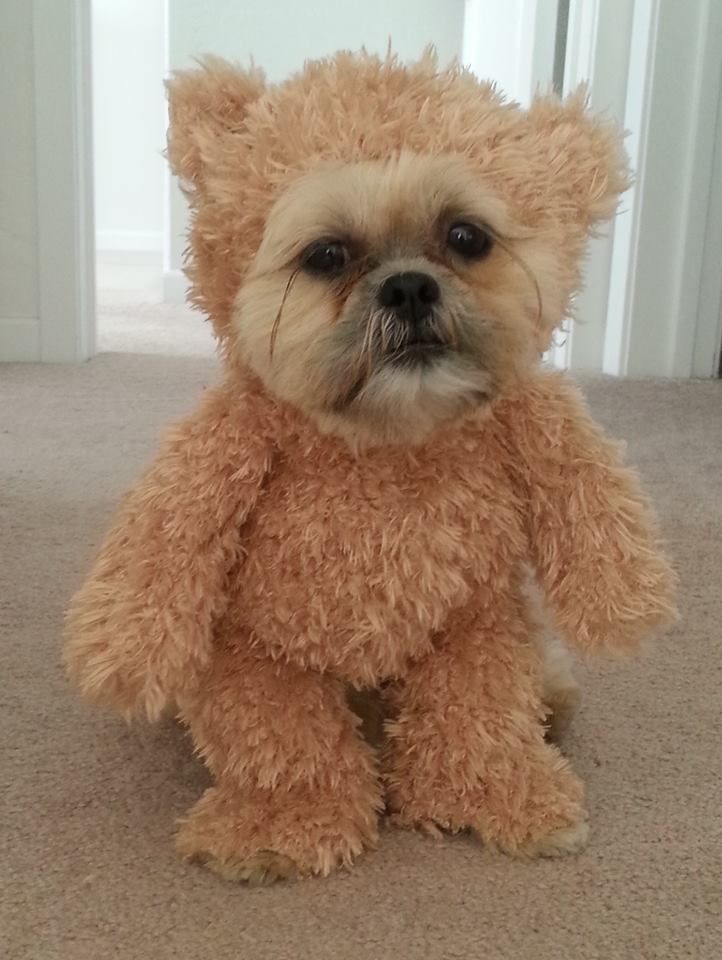 A Shih Tzu Dog Wearing a Walking Teddy Bear Costume
