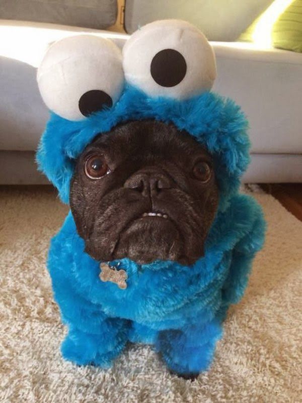 #Funny #picture #dog #Cookie #monster
