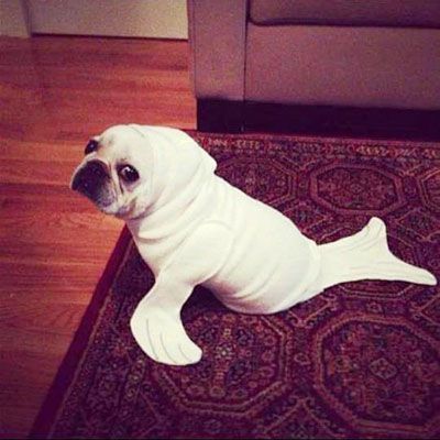 dog seal costume, best costume ever!