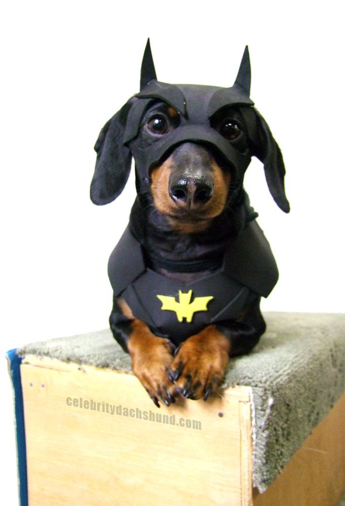 www.Pintrest.com/petcute | Care Authority | Pet Costumes | Halloween Costumes for Pet | Animal Halloween Costumes | Halloween Pet Costumes | Halloween Dog Costumes | Halloween Cat Costumes | DIY Pet Costumes | Homemade Pet Costumes | Homemade Halloween Costumes | Dog Halloween Costumes | Cat Halloween Costumes
