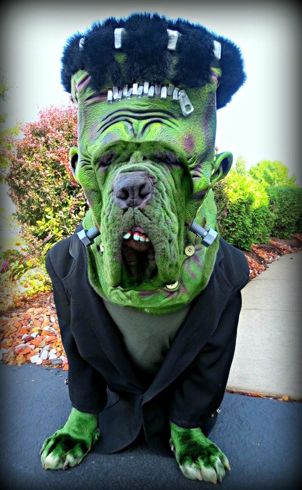 Dog Halloween Costume Contest: Rufio As Frankenstein | PupLife Dog Supplies
