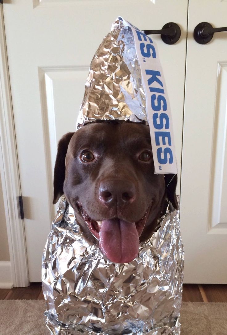Best Halloween dog costume ever! 'Specially for a CHOCOLATE lab!