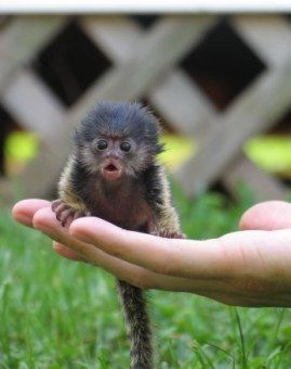 teeny tiny monkey