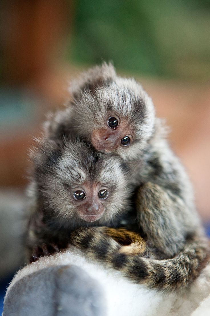 Baby Marmosets, monkeys, furry, wild, animal, cute, nuttet, precious, adorable, photo