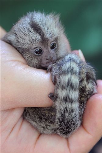 Pygmy Marmosets (finger monkeys). I want to hold a finger monkey, they are so CUTE.