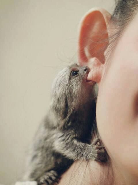pygmy marmoset cute small animals favorite nibbling ear