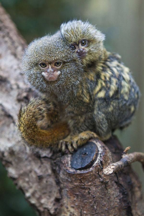 Nature: Pygmy Marmoset or Dwarf Monkey (Cebuella pygmaea) by Jay-Co