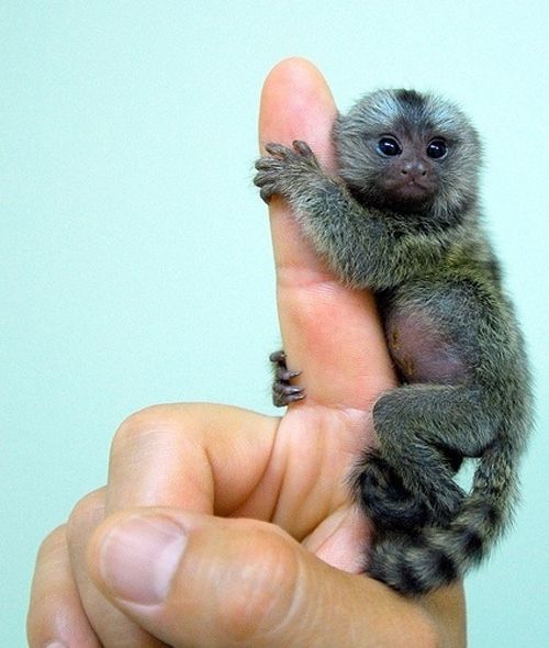 sweet baby monkey!
