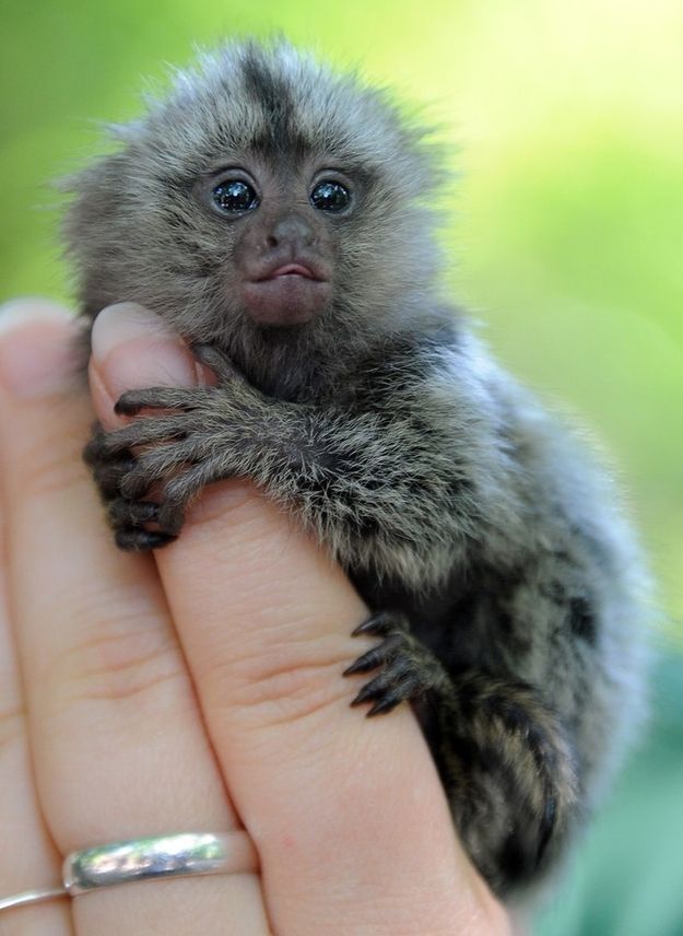 I want a baby marmoset