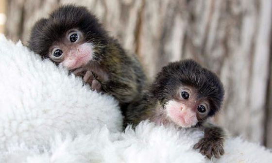 Baby monkey angels #cute #monkey #animals